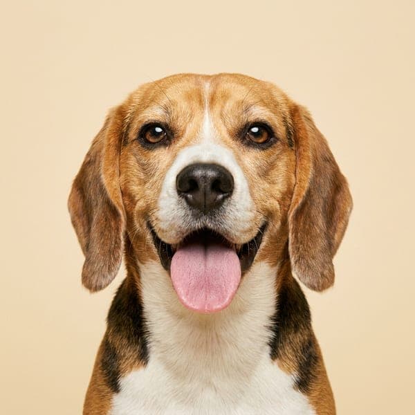 Photo originale d'un beagle, prise sur le vif