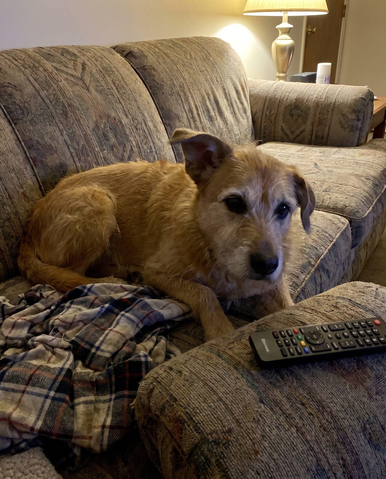Photo amateur prise sur le vif au téléphone : un chien couché sur un divan, cadrage approximatif et lumière de lampe